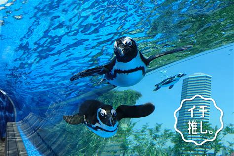 サンシャイン 水族館 デート|大人デートで行きたい！池袋「サンシャイン水族館」水族館プロ .